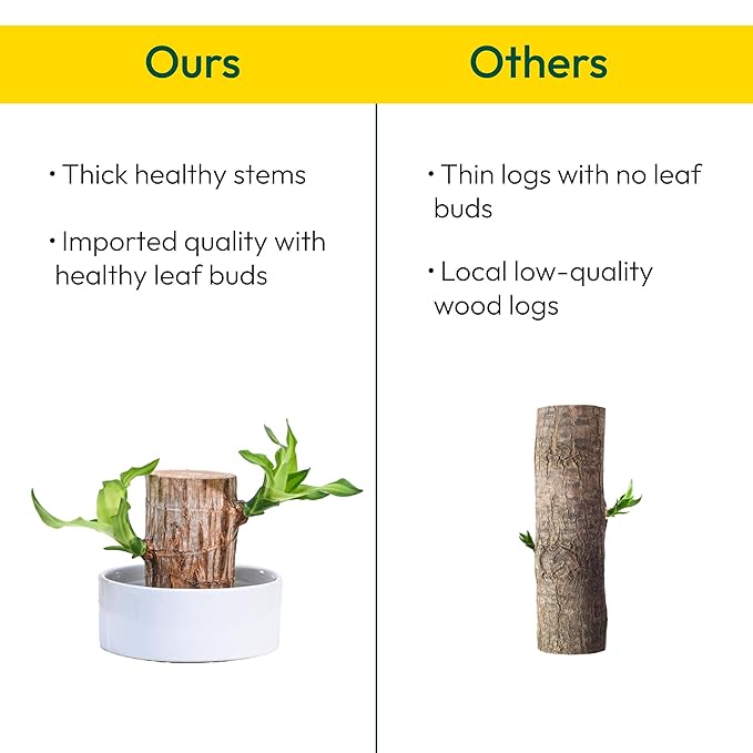 Green Lucky Brazil Wood Potted Plant